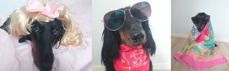 This Doxie Thinks She’s the New Britney Spears!