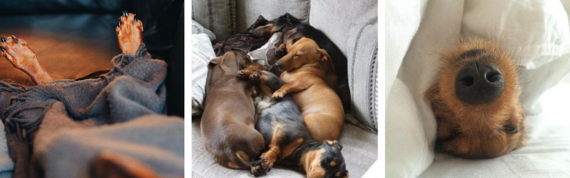 30 Reasons Why Dachshunds Are The Best Dogs In The World