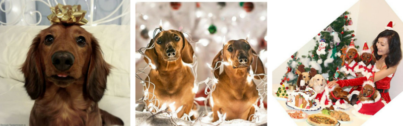 Tips for the Perfect Christmas Photos of your Wiener