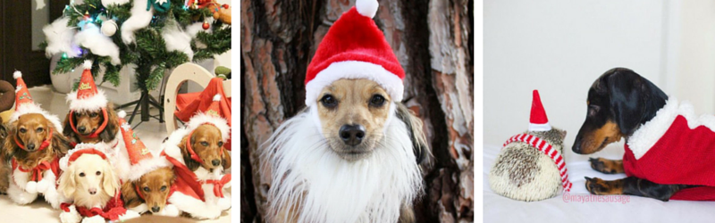 These Santa Weens Wish You a Wienerful Christmas